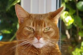 Orange tabby cats occupy a special place in many peoples' hearts, click here to read all about these mysterious cats. 11 Orange Cat Breeds With Pictures Excited Cats