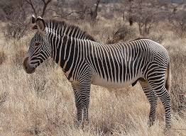 Zebras are famously stripy members of the horse family. Grevy S Zebra Wikipedia