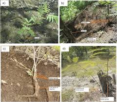 Image result for Lannea asymmetrica