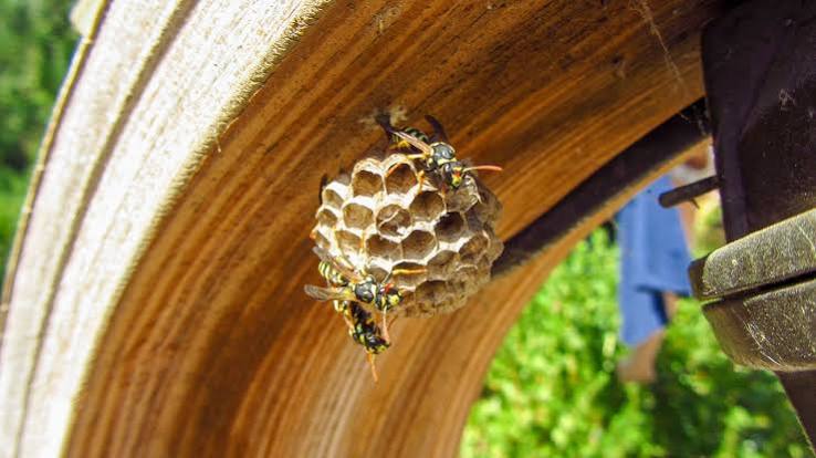 What's the Difference? Paper Wasps, Yellow Jackets, Mud Daubers, and Bees Explained | Insight Pest Solutions