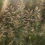 Image result for Eragrostis cylindriflora