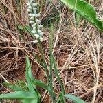 Image result for Chlorophytum africanum