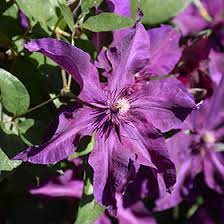Clematis and tomatoes are two exceptions to the usual rule, and are best planted 6 inches deeper than the soil level in the pot. Fleuri Clematis Clematis Fleuri In Bloomingdale Carpentersville Chicago Elgin Bartlet Illinois Il At Platt Hill Nursery
