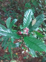 Image result for Chassalia parvifolia