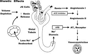 Image result for Loop Diuretic