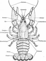 Crayfish Diagram Labeled Classical Education Science