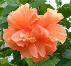 Names of flowers in hindi and english Hibiscus Names Yahoo Image Search Results Hibiscus Plant Dried Hibiscus Flowers Pansies Flowers