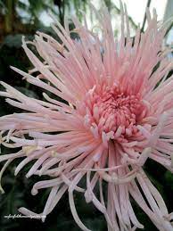 Field Trip Chrysanthemum Festival At Longwood Gardens Garden King Longwood Gardens Chrysanthemum
