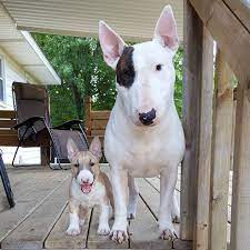 We did not find results for: Bullterrierlove Bullterriers Bullterriersofinstagram Bullterrierinstagram Bully Dog Bullies Mini Bull Terriers Bull Terrier Miniature Bull Terrier
