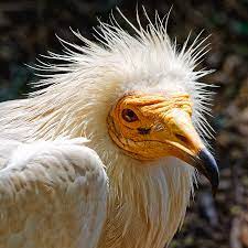Here are the answers to codycross egyptian vulture goddess. Goddess Nekhbet Egyptian Vulture Photograph By Kj Swan