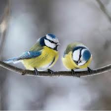 Eurasianbluetit Photo Oksana Amusedoxi Cutebird Bluetit Bestnatureshot Cute Orettybird Blyetits Photography P Oiseaux Photo Oiseau Mesanges Bleues
