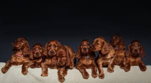 More stories for a litter of puppies » Paw Print Genetics Identifying A Litter Of Puppies