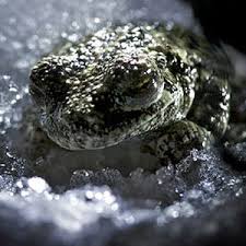 Pin On Amphibians