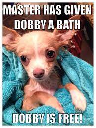 Share it with your friends to make them smile! Funny Puppy Meme Love The Harry Potter Reference Jaxon The Funny Puppy Memes Animal Memes Clean Dog Memes Clean
