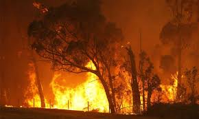 Bushfires In Victoria Australia Australian Wildlife Australian Animals Australia Photos