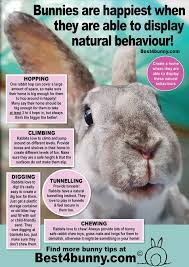 Remain quiet and patient, even if it takes an hour or more. Bunnies Are Happiest When Pet Health Rabbit Behavior Pet Rabbit