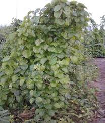 Image result for Dioscorea cayenensis