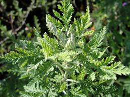 Image result for Artemisia afra