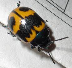 We did not find results for: Swamp Milkweed Beetle What S That Bug
