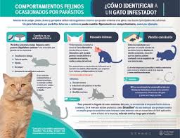 Sin embargo, los gatos tienen otro par de días para ser festejados. Dia Mundial Del Gato Sabes A Que Enfermedades Estan Expuestos Por Parasitos Sureste Informa