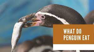 All other species of penguins lay two eggs. Best 10 Penguins Food Facts What Do Penguins Eat Zoological World