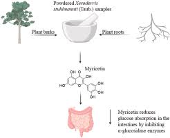Image result for Xeroderris stuhlmannii