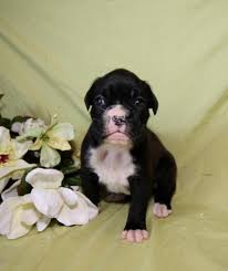 She is exactly what you need to brighten this adorable boxer puppy is so anxious to meet her new family! Pure Breed Boxer Puppies For Sale Indianapolis In