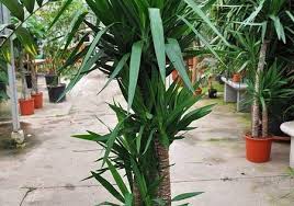 Yuccapalme Riesen Palmlilie 4er Yucca Elephantipes Palmlilie Bluhende Pflanzen Lilien