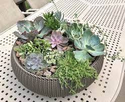 In the ground there are all sorts of organisms and small animals that live in soil and make it a better, more airy environment for succulents, but in pots these same organisms are unlikely to survive. A Guide On How To Plant Succulents