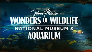 Hours may change under current circumstances Bass Pro Shops Wonders Of Wildlife Named America S Best Aquarium Youtube
