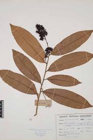 Image result for Gomphia