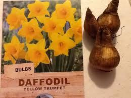 Daffodils King Alfred Golden Trumpet Pack Of 100 Bulk Buy Feb June 2021 Only Brenlissa Online Nursery