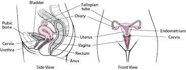 This article looks at female body parts and their functions, and it provides an interactive diagram. Female Internal Genital Organs Women S Health Issues Msd Manual Consumer Version