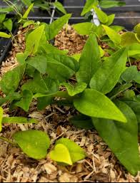 Image result for Tiliacora