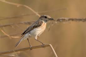 Image result for Corchorus saxatilis