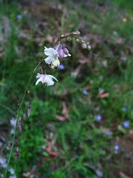 Image result for Anthericaceae