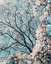 Discover short videos related to pretty aesthetic flowers on tiktok. 1500 Flowers Aesthetic Pictures Download Free Images On Unsplash