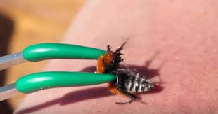 Watch A Guy Get Stung By The Cow Killer Velvet Ant In The Name Of Science Video Tribunist