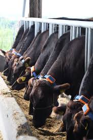 吉村 文孝 | 東海国立大学機構 統括技術センター | イノベーションコアファシリティステーション