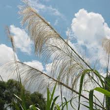 Image result for Neyraudia