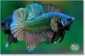 Welcome To The Betta World Betta Betta Fish Wildlife Photography