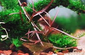 Image result for Hygrophila uliginosa