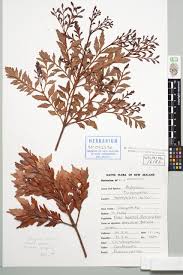 Image result for Phyllocladus trichomanoides