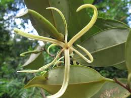Image result for Xylopia aethiopica