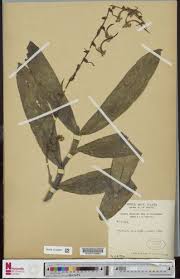 Image result for Cyrtorchis monteiroae