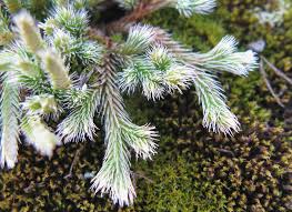 Image result for Selaginella kivuensis