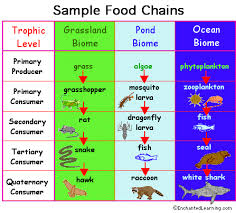 Food Chain Enchantedlearning Com