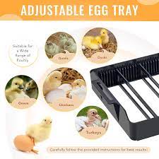 To make sure they stay safe, it's important egg answers in the kitchen. Co Z Egg Incubator With Automatic Egg Turning Humidity Control Incubator For Hatching Eggs With Temperature Controller Led Egg Candler Home Classroom And Lab Incubator For 12 Chicken Eggs Amazon Com Industrial