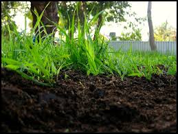 The process of adding a thin layer of soil on top of your lawn is a great way to improve it without disturbing existing grass. Why We Aerate And Compost Lawns Before Overseeding