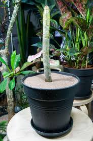 How To Start Plumeria Frangipani Indoors Part3 5 Indoor Plumeria Plumeria Flowers Plumeria Care